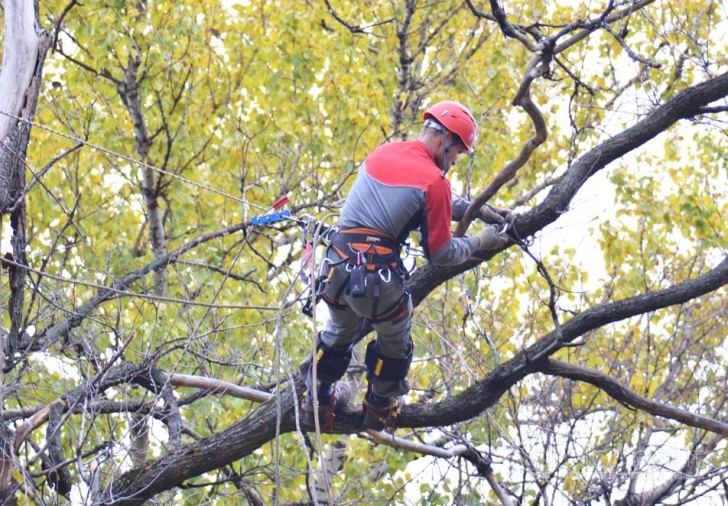 Pavojingų ir avarinių medžių šalinimas, pjovimas, kirtimas. VILNIUS