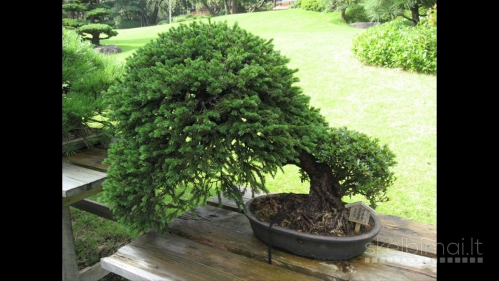 Bonsai formavimas, bonsai priežiūrą.