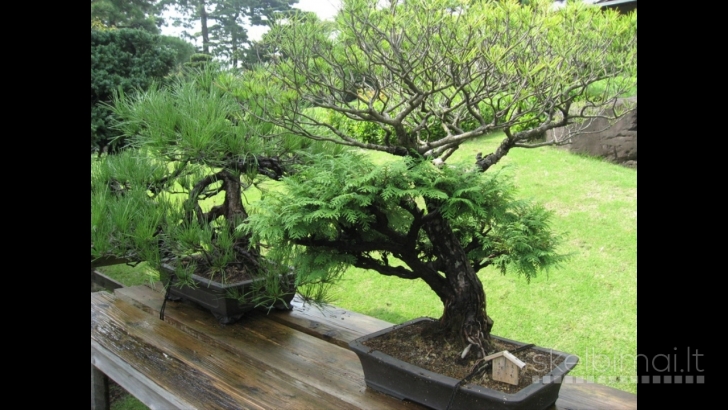 Bonsai formavimas, bonsai priežiūrą.