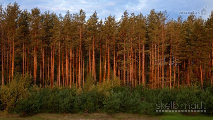  Baltijos koncernas nuolatos perka įvairius miškus 