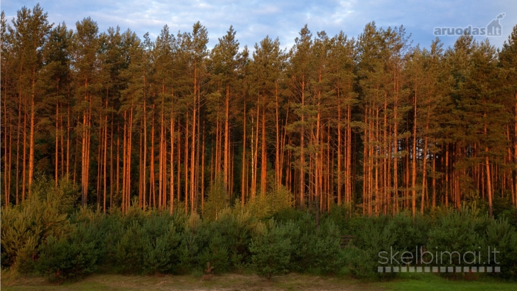 Stambi investicinė imonė nuolat BRANGIAUSIAI Perka miškus visoje Lietuvoje