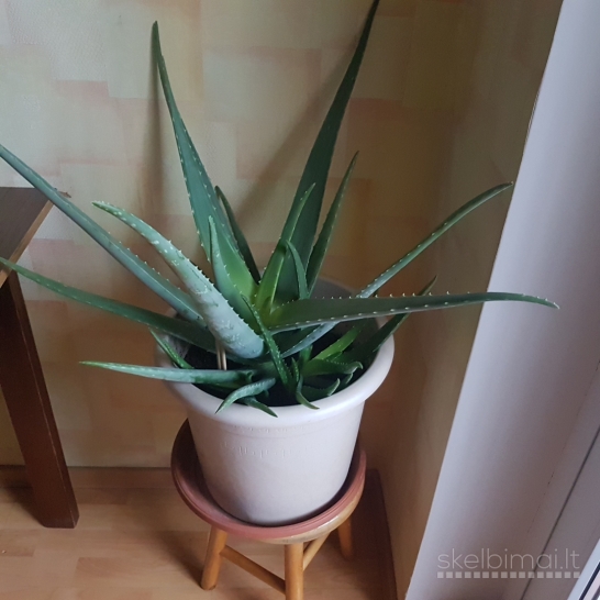 Didelė vazoninė gėlė Agava (Aloe vera) 30 eur