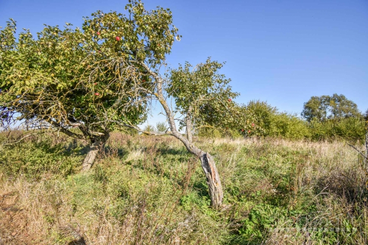 Sodybvietė netoli ežero Meškių kaime