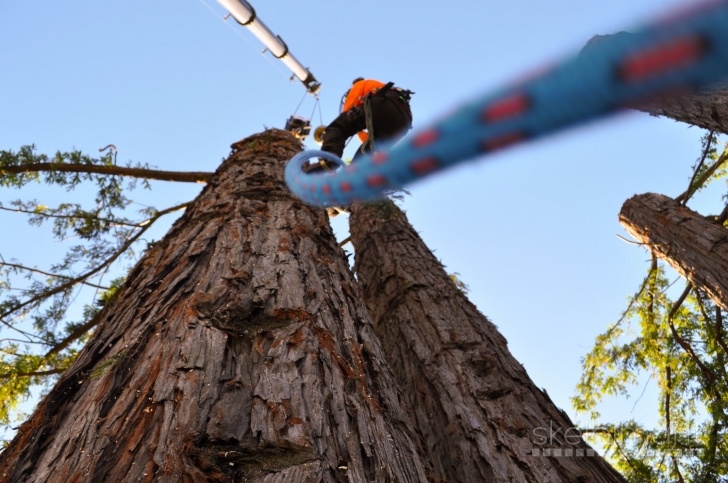 Pavojingų medžių genėjimas ir šalinimas, kelmų frezavimas 