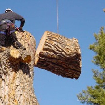 Pavojingų medžių genėjimas ir šalinimas, kelmų frezavimas 