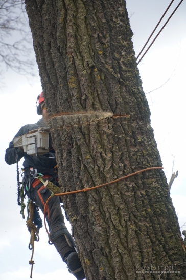 Medžių pjovimas, pavojingų medžių pjovimas, kelmų frezavimas