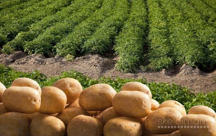 Ūkininkas parduodave bulves VINETA