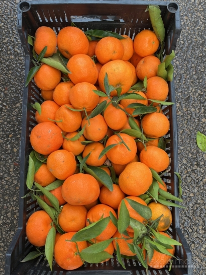  Ispaniški mandarinai ir apelsinai dėžėmis visoje Lietuvoje 