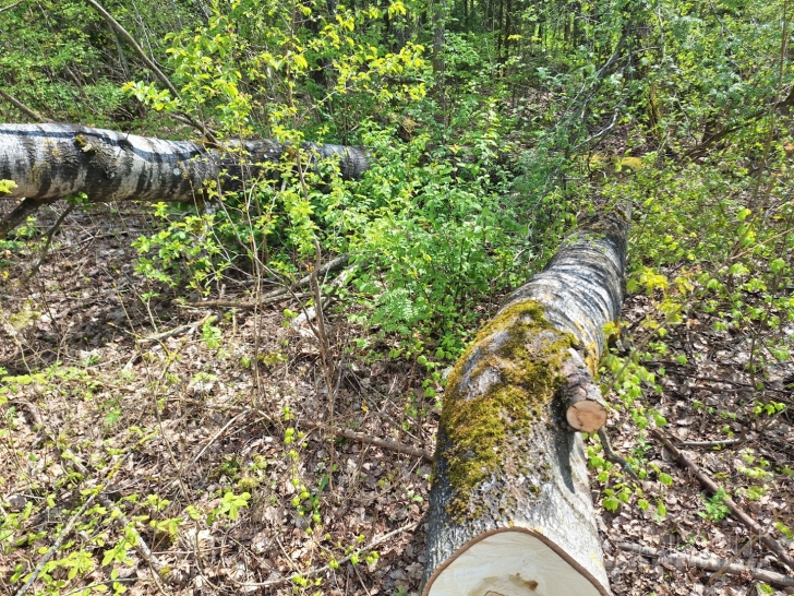 Mediena malkoms (kaladės, medžiai)