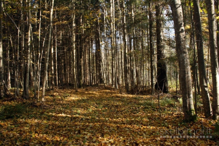 Perku mišką su žeme arba išsikirtimui 