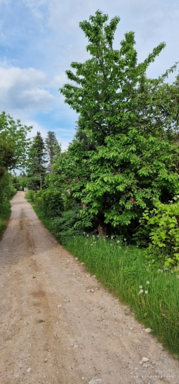 Parduodamas sodas Lapių seniūnijoje Tauralaukio kaime