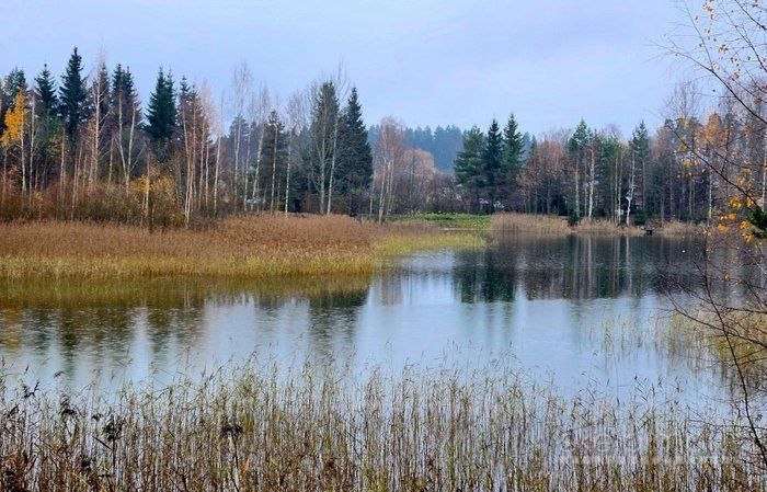 Panevėžio r. Kaubariškio k. berzyno al 11a