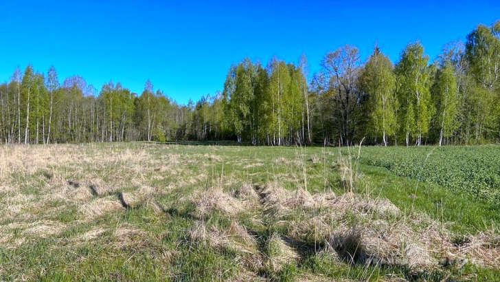 Vienkiemis miške 3.50 ha prie autostrados Šilai Nr. 624