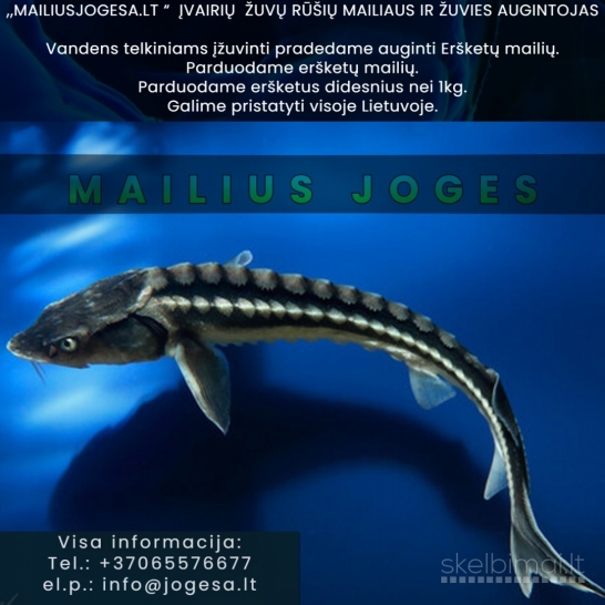 ,,MAILIUSJOGESA.LT “  ĮVAIRIŲ  ŽUVŲ RŪŠIŲ MAILIAUS IR ŽUVIES AUGINTOJAS