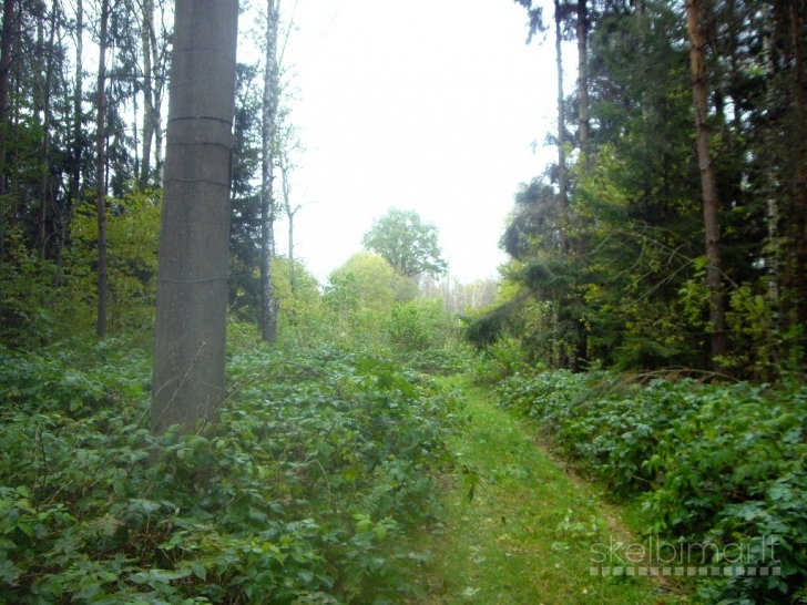 Kartu parduodami du sklypai, bendras plotas 1,43 ha