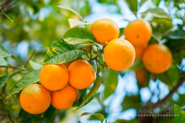  Mandarinai su lapeliais urmu iš Ispanijos 