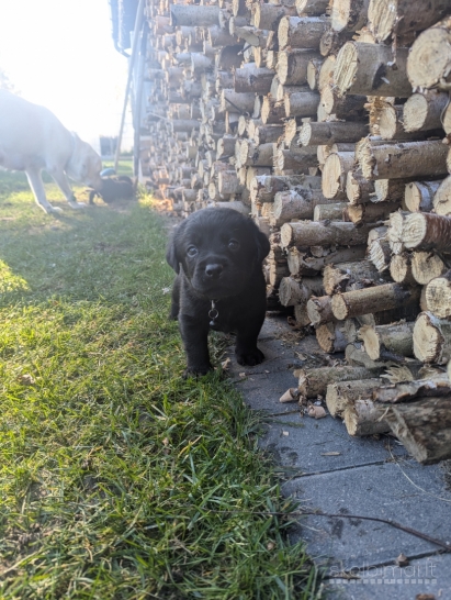 Labradoro retriverių šuniukai