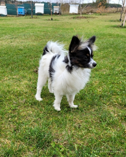 Parduodama kalytė Mini Papiljonų tricolor