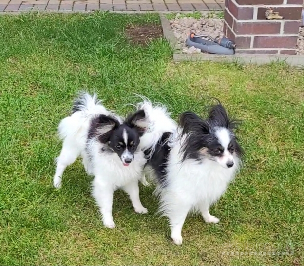 Parduodama kalytė Mini Papiljonų tricolor