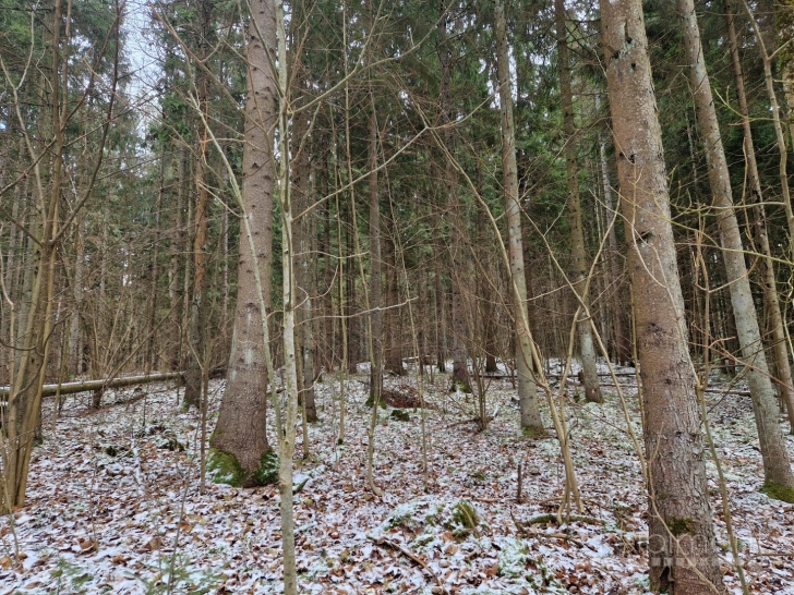 Parduodamas miškas 11,0500 ha su žeme.