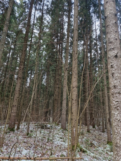 Parduodamas miškas 11,0500 ha su žeme.