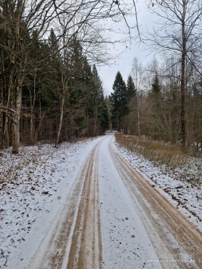 Parduodamas miškas 11,0500 ha su žeme.