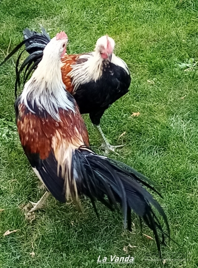 Reta Anagadori vištų veislės gaidelis ieško naujų namų!