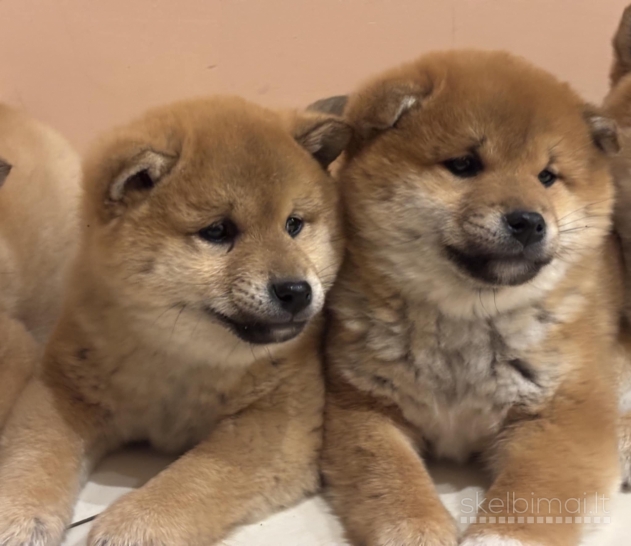 Shiba Inu