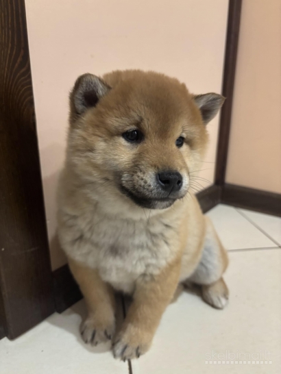 Shiba Inu