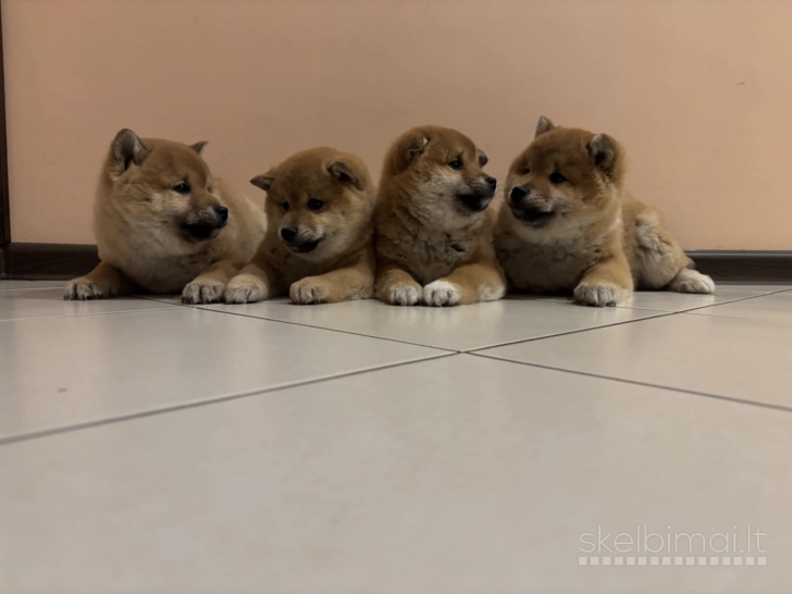 Shiba Inu