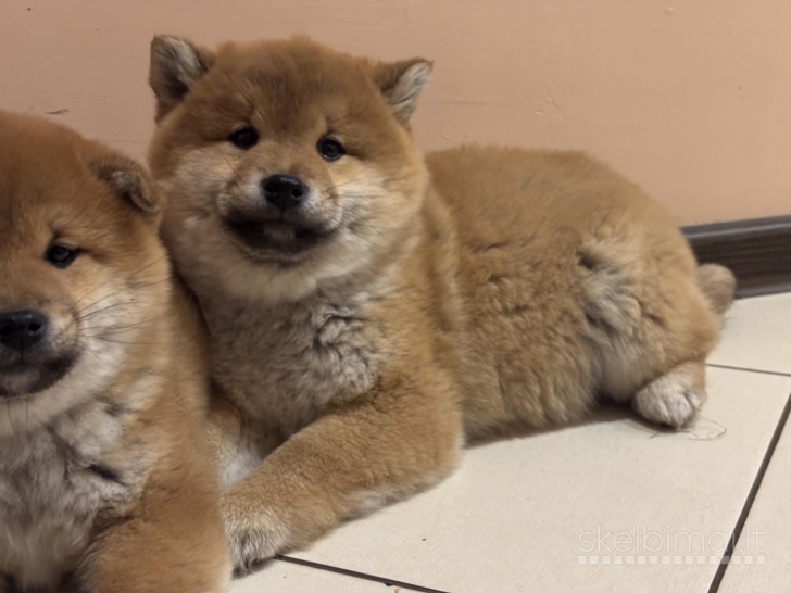 Shiba Inu