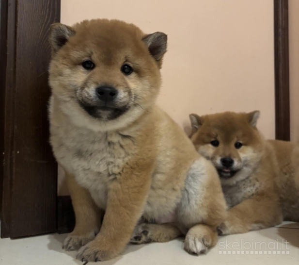 Shiba Inu