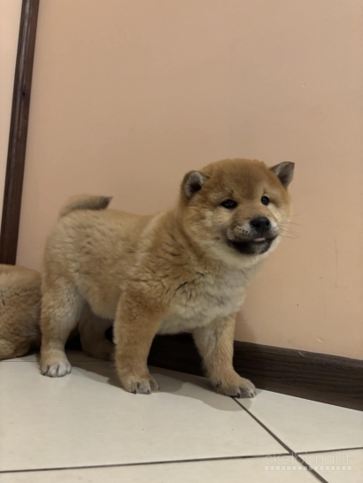 Shiba Inu