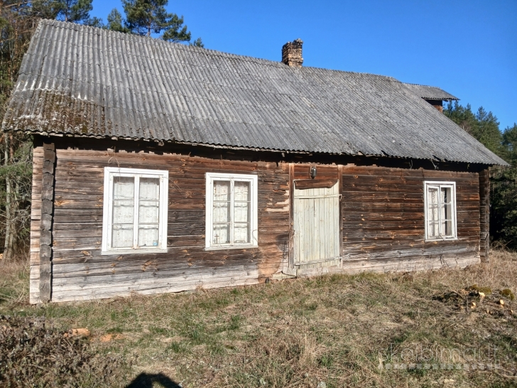 Vienkiemis miške