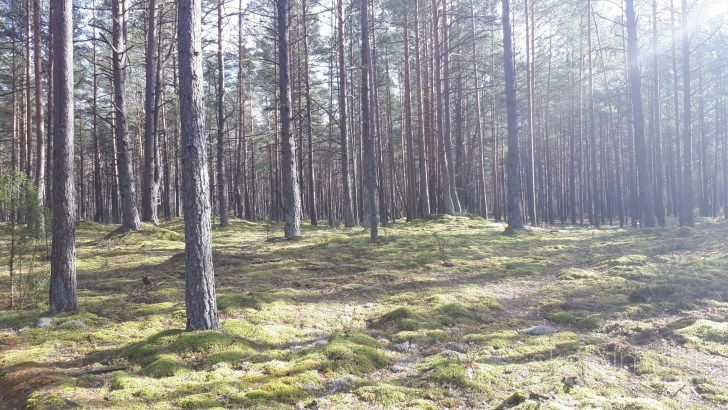 Nekilnojamas turtas