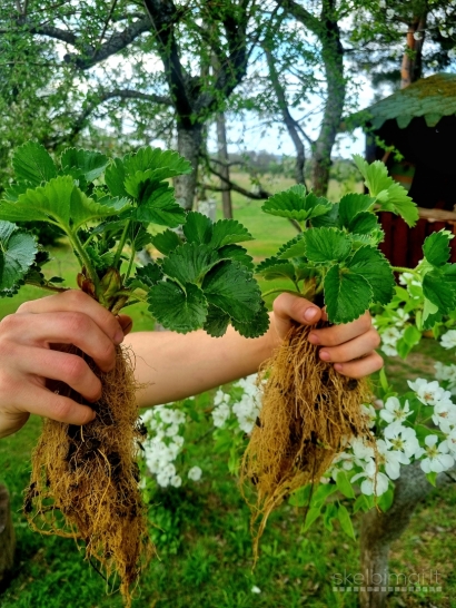 Žembraškės sodinukai (Daigai) Žemklunika,Kupčicha
