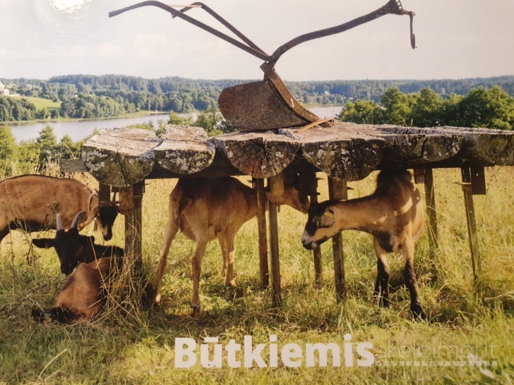 Parduodu prancūzų Alpių ožkytes ir ožiukus