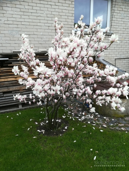 Magnolija