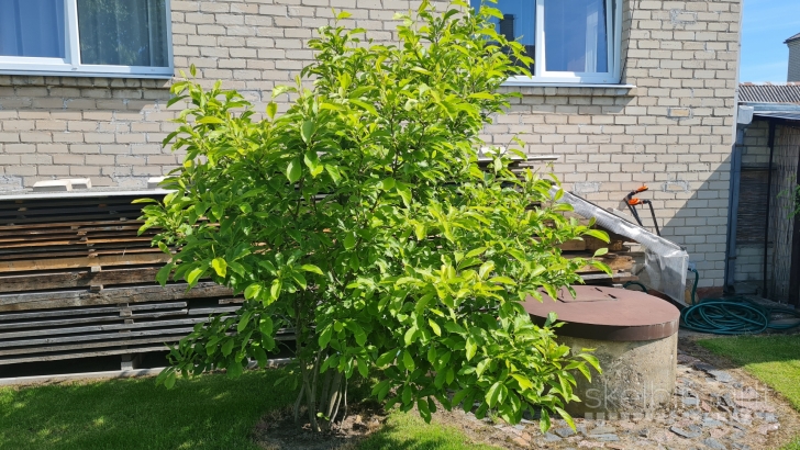 Magnolija
