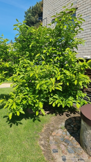 Magnolija