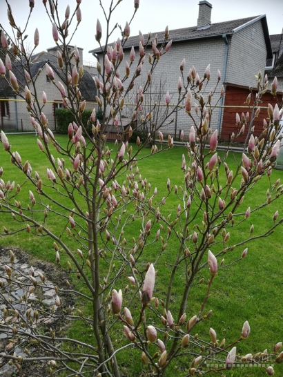 Magnolija