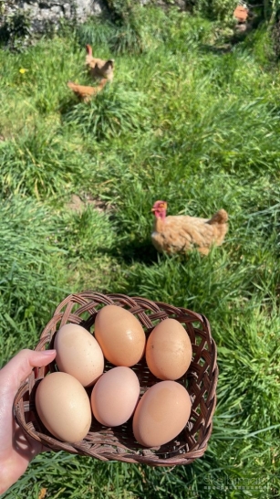 Patirk kaimo gyvenimą – pramoga ir pagalba kasdieniuose darbuose!