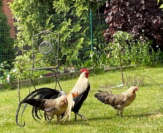 Dekurativiniai paukščiai