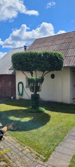 Kerpu,zeminu, formuoju tujas bei gyvatvores