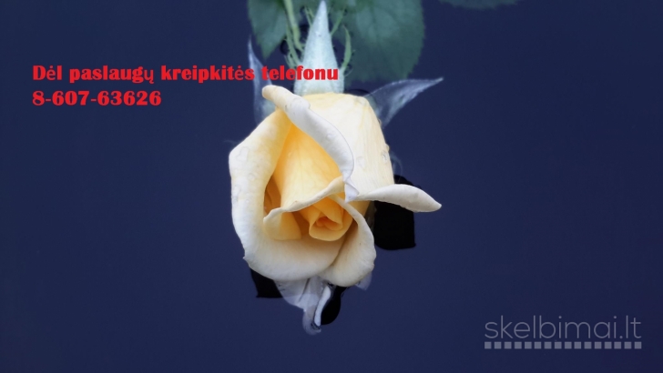 Studentams, doktorantams