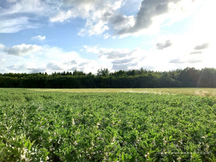 Parduodamas labai geroje vietoje 1,5900 ha žemės sklypas