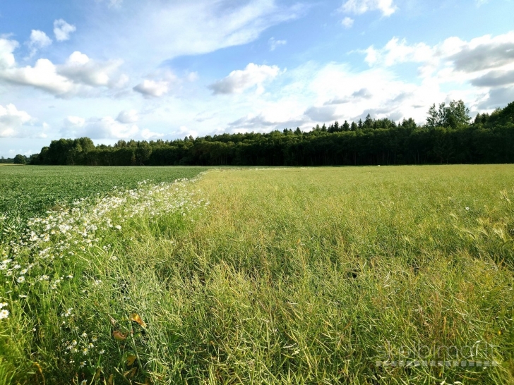 Parduodamas labai geroje vietoje 1,5900 ha žemės sklypas
