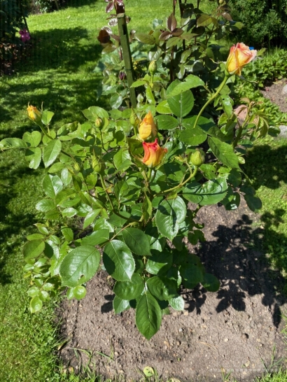 Verslo planai, verslo idėjos +37060763626