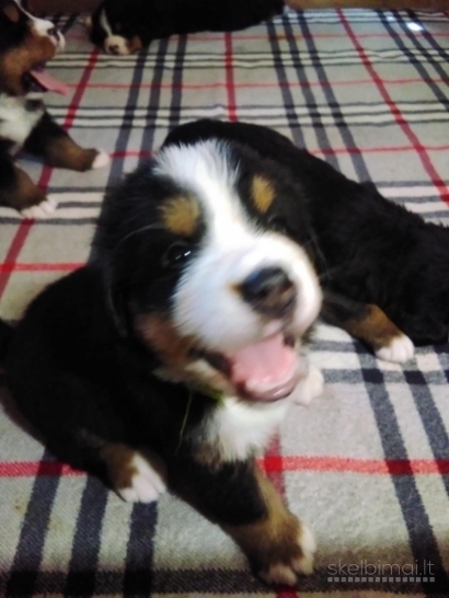 Tik 2 likusios nuostabios Berno Zenenhundų kalytės
