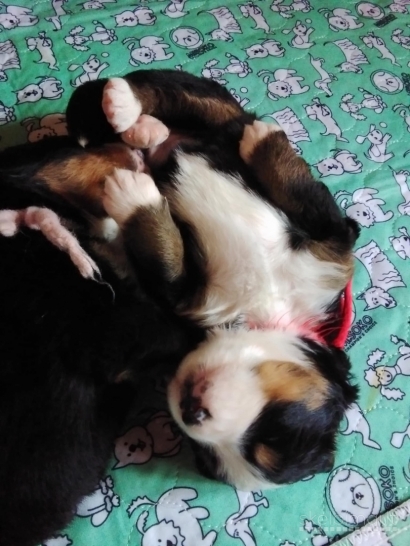 Tik 2 likusios nuostabios Berno Zenenhundų kalytės